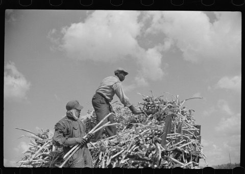 Harvesting sugarcane, United States Sugar Corporation