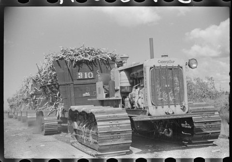 Harvesting sugarcane, United States Sugar Corporation