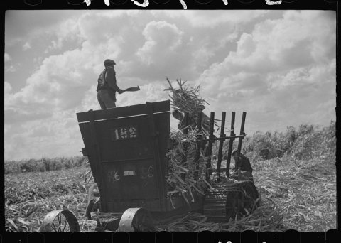 Harvesting sugarcane, United States Sugar Corporation