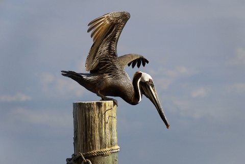Brown Pelican at Ponce Inlet - Flickr - Andrea Westmoreland