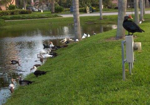 Friendly meeting at the pond - OK. On peut jaser le président est occupé