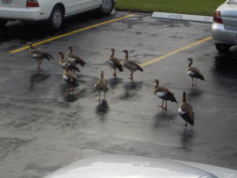 Funny lakes they get in America say the Egyptian Geese