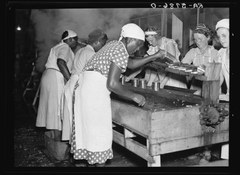 White and Negro women employed at the canning plant in Dania, Florida 8b28457v