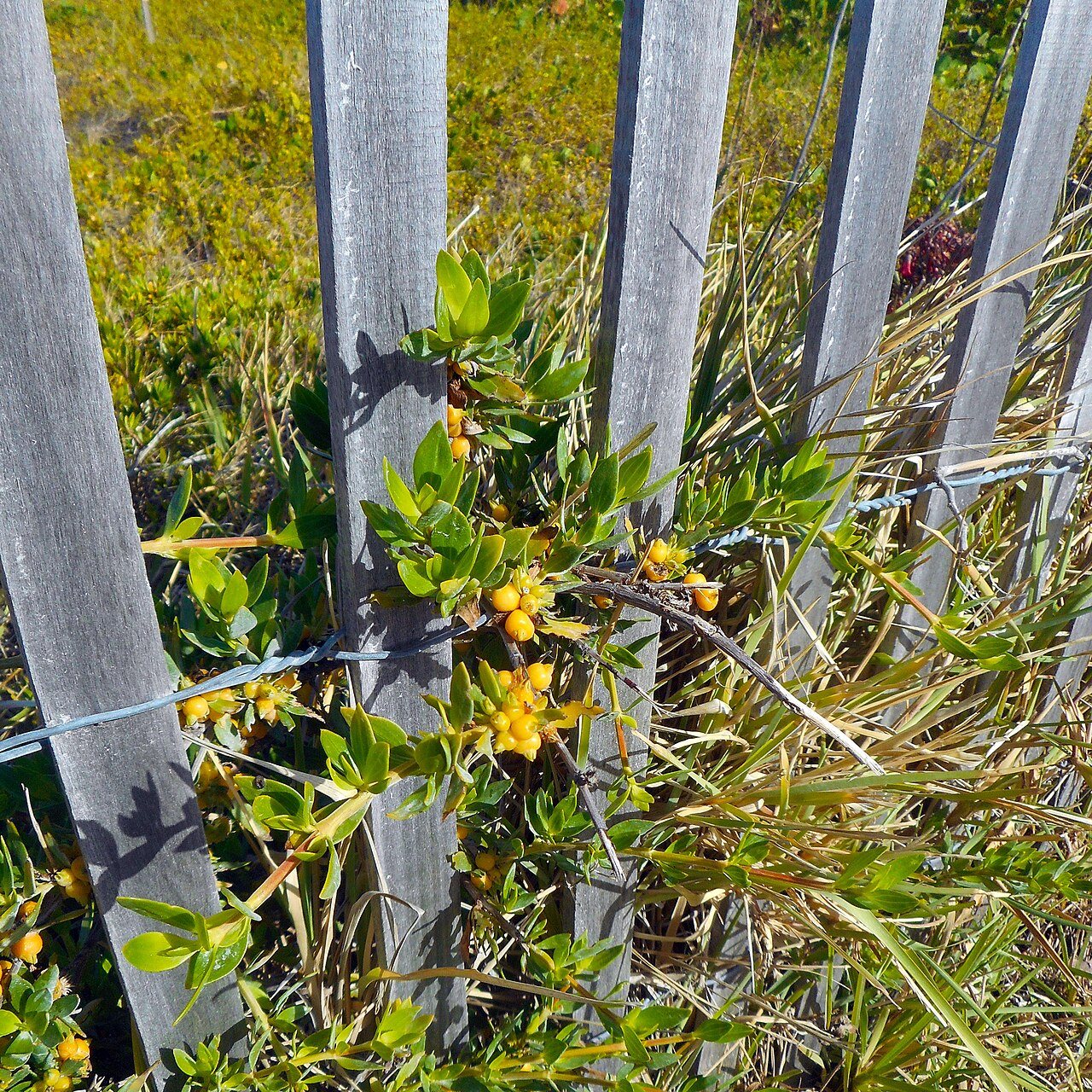 Miami Beach - Sand Dunes Flora - Plant with Yellow Flowers Growing Through Wooden Fence