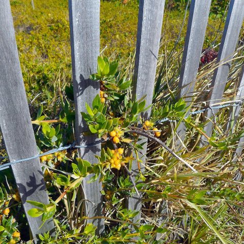 Miami Beach - Sand Dunes Flora - Plant with Yellow Flowers Growing Through Wooden Fence