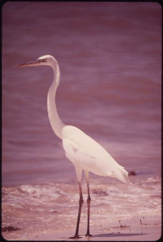 WHITE HERON NEAR MARATHON IN THE CENTRAL FLORIDA KEYS