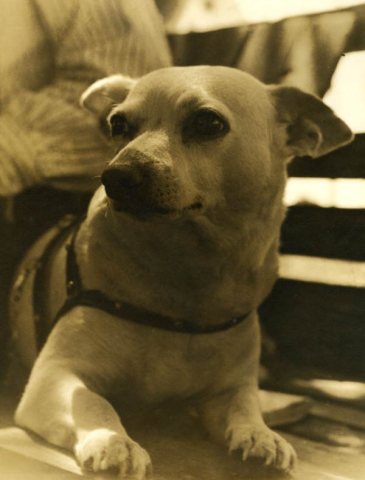Close-up view of dog