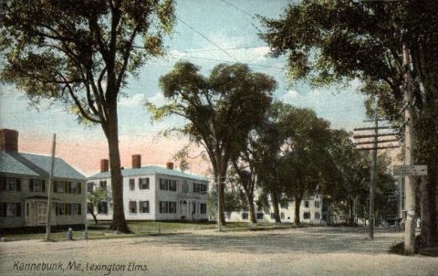 Lexington Elms