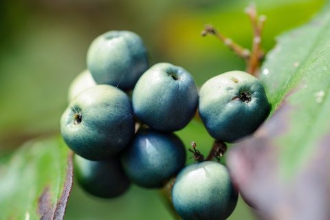 Green Berry Cluster