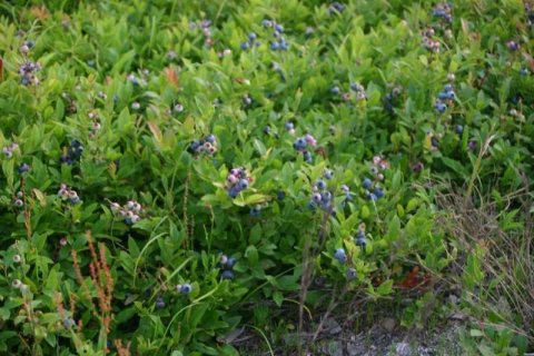 Blueberries