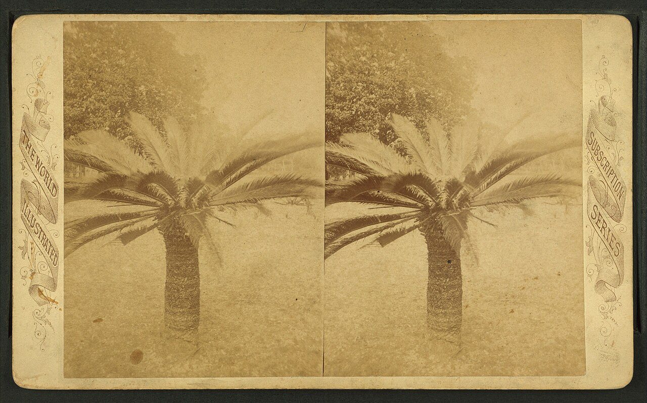 Sago palm, Fernandina, Florida.Alternate Title: The World illustrated ; Subscription series