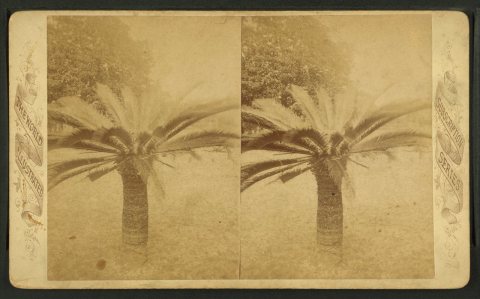 Sago palm, Fernandina, Florida.Alternate Title: The World illustrated ; Subscription series