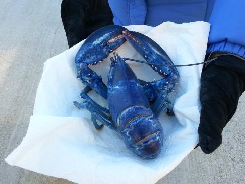 Blue Lobster