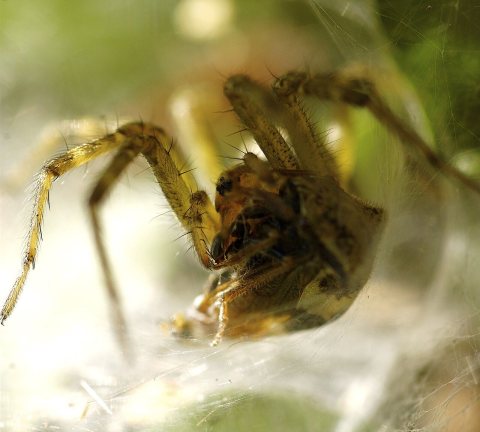 Grass Spider on Long Island Maine Aug 2008