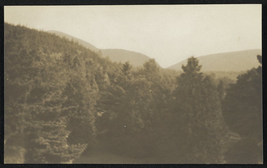 View of forest