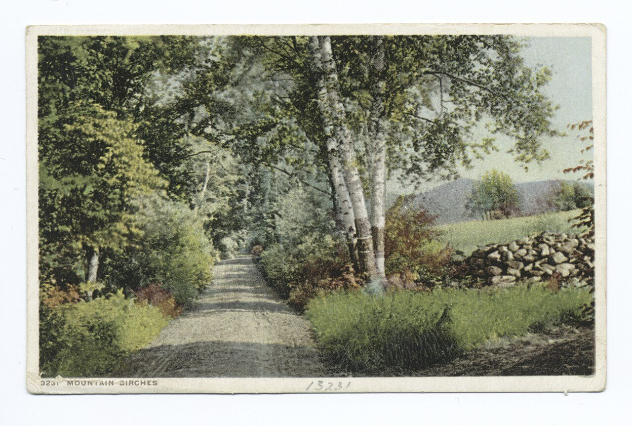 Mountain Birches (or-1323) (Bar Harbor, Me.)