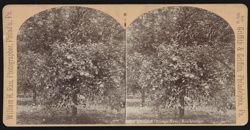 Florida, orange tree