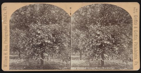 Florida, orange tree
