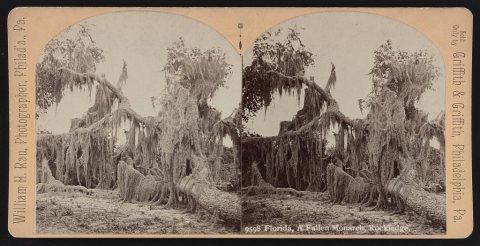 Florida, a fallen monarch