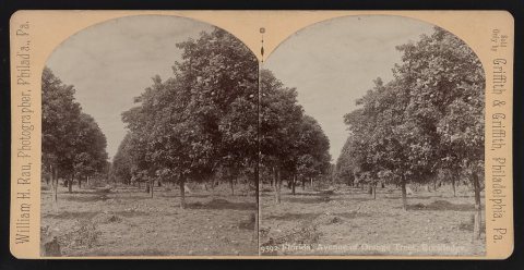 Florida, Avenue of orange tress