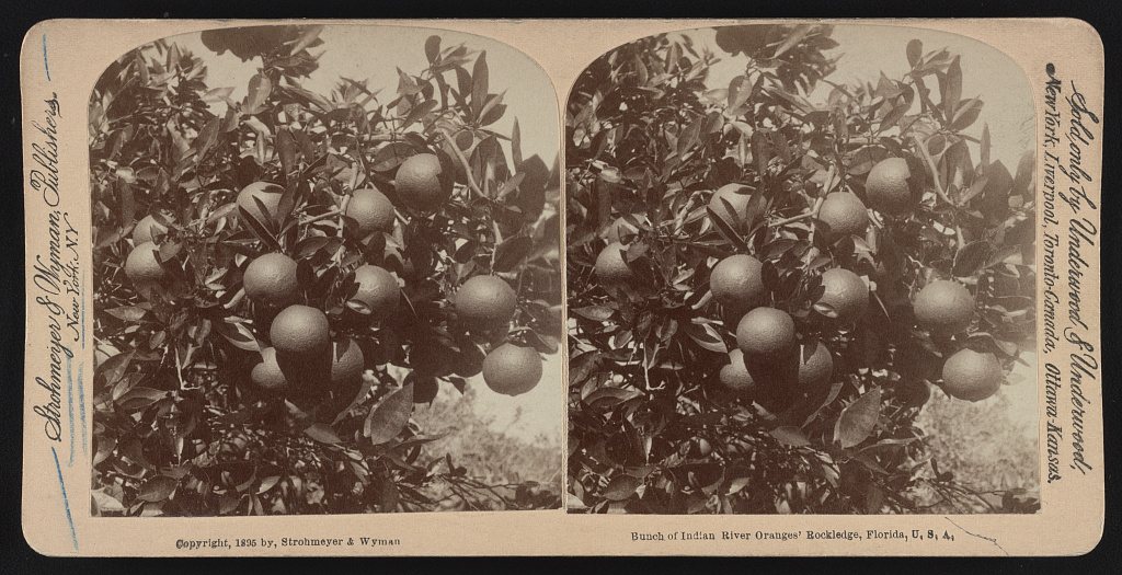 Bunch of Indian River oranges