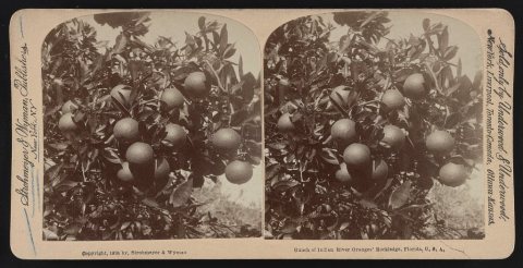 Bunch of Indian River oranges