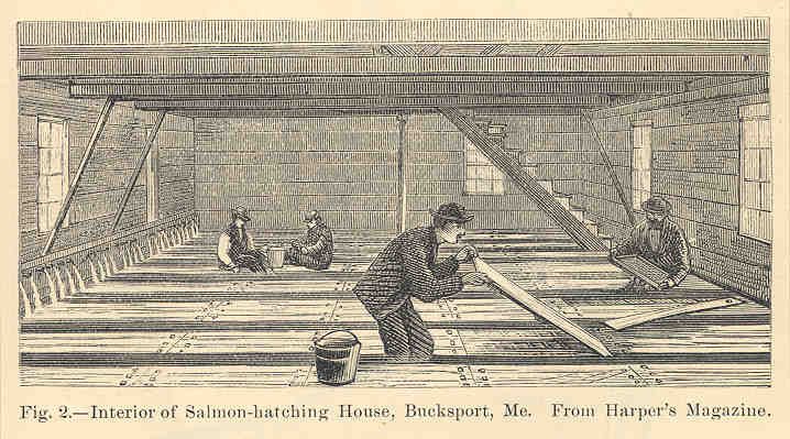 FMIB 34541 Interior of Salmon-Hatching House