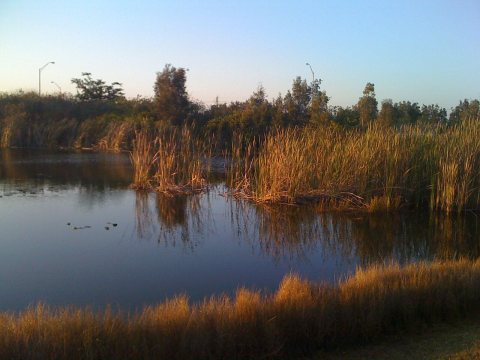 The swamps of Sunrise, Florida - panoramio (2460)