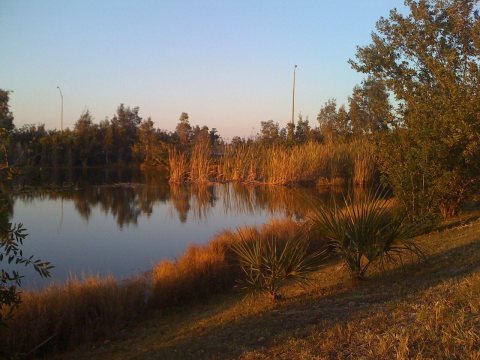 The swamps of Sunrise, Florida - panoramio (2394)
