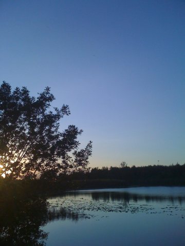 The swamps of Sunrise, Florida - panoramio (2412)