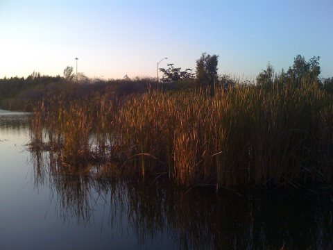 The swamps of Sunrise, Florida - panoramio (2468)