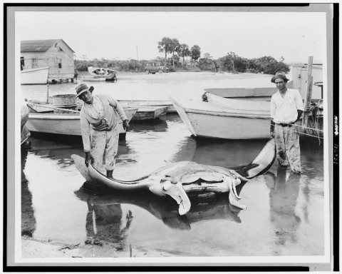 Two men with 1500 lb. devilfish caught at Venice, Florida