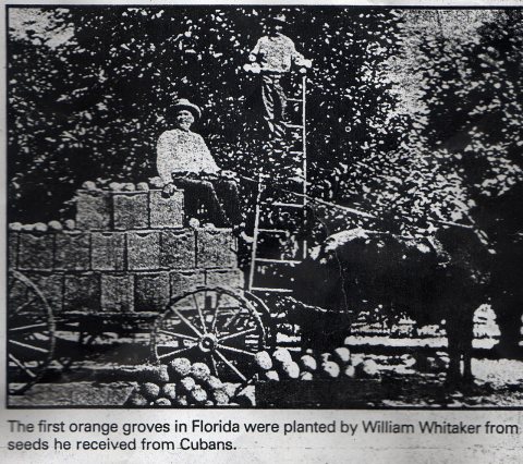 Orange groves438