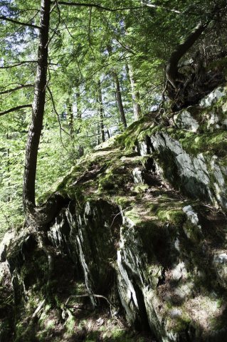 Trail, Leyden, Franklin County, Massachusetts - panoramio (1)