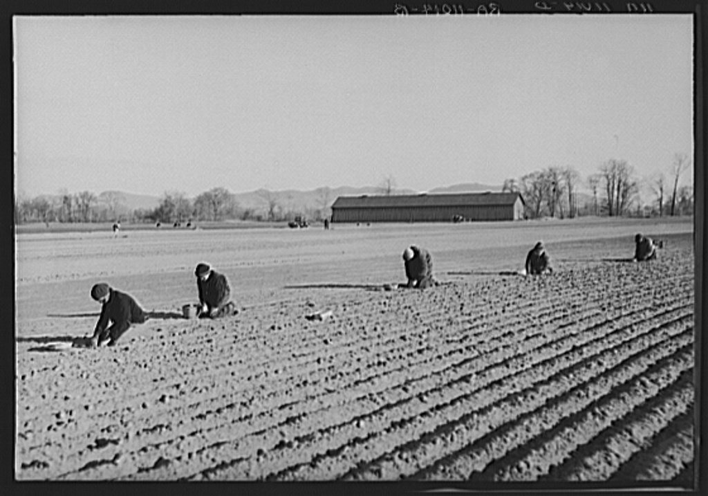 Onion planters near Hatfield, Massachusetts