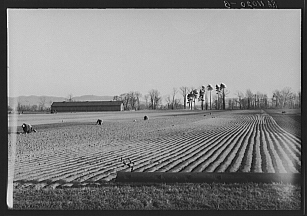 Onion fields near Hatfield, Massachusetts