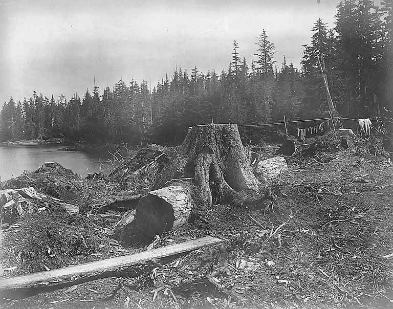 Spruce growing over fallen tree, Hadley, 1906