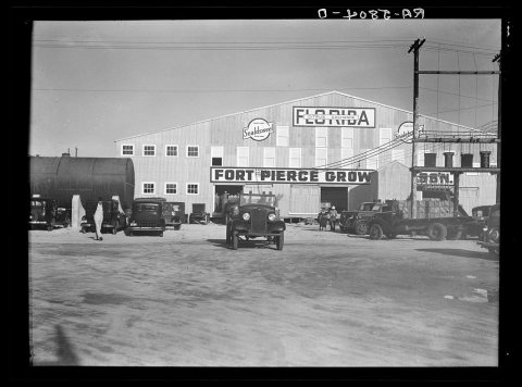A modern packinghouse. Fort Pierce, Florida