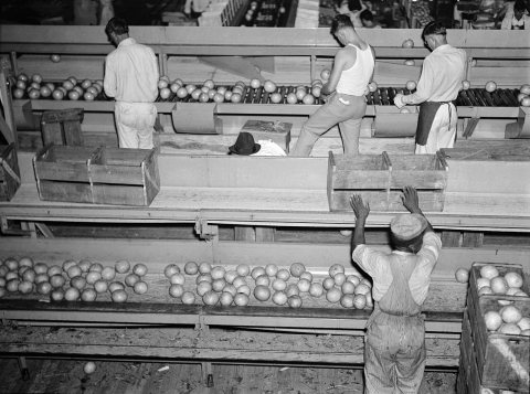 Grading citrus fruits in the packing plant at Fort Pierce, Florida, 8b28478
