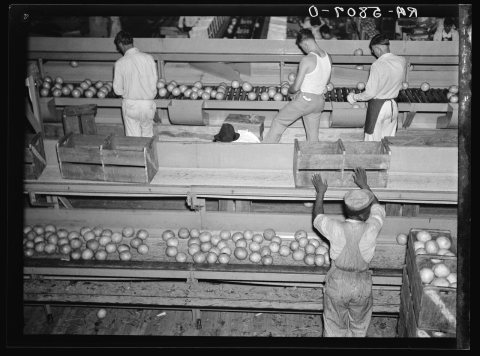 Grading citrus fruits in the packing plant at Fort Pierce, Florida, 8b28478a