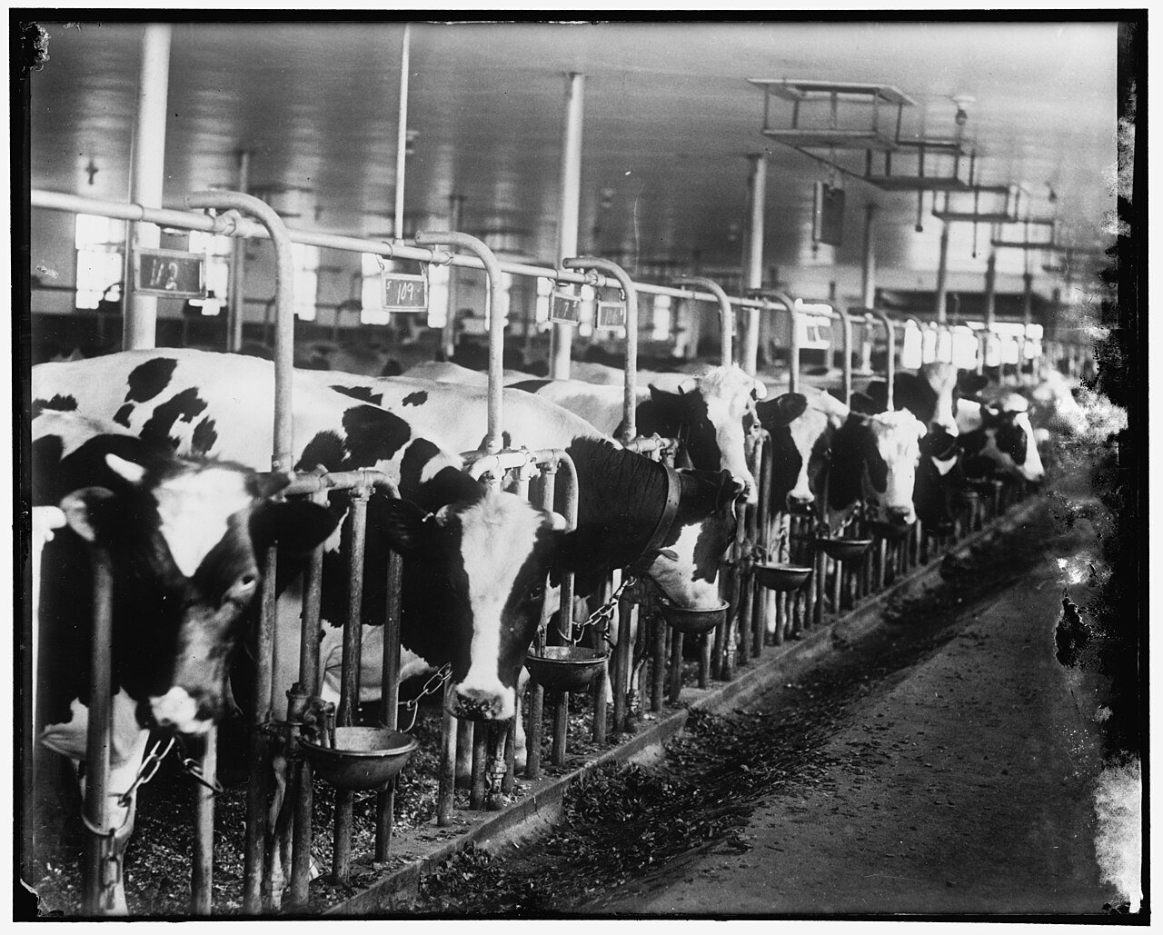 Norfolk, Mass. Dairy cows in a modern barn, 6-10-36