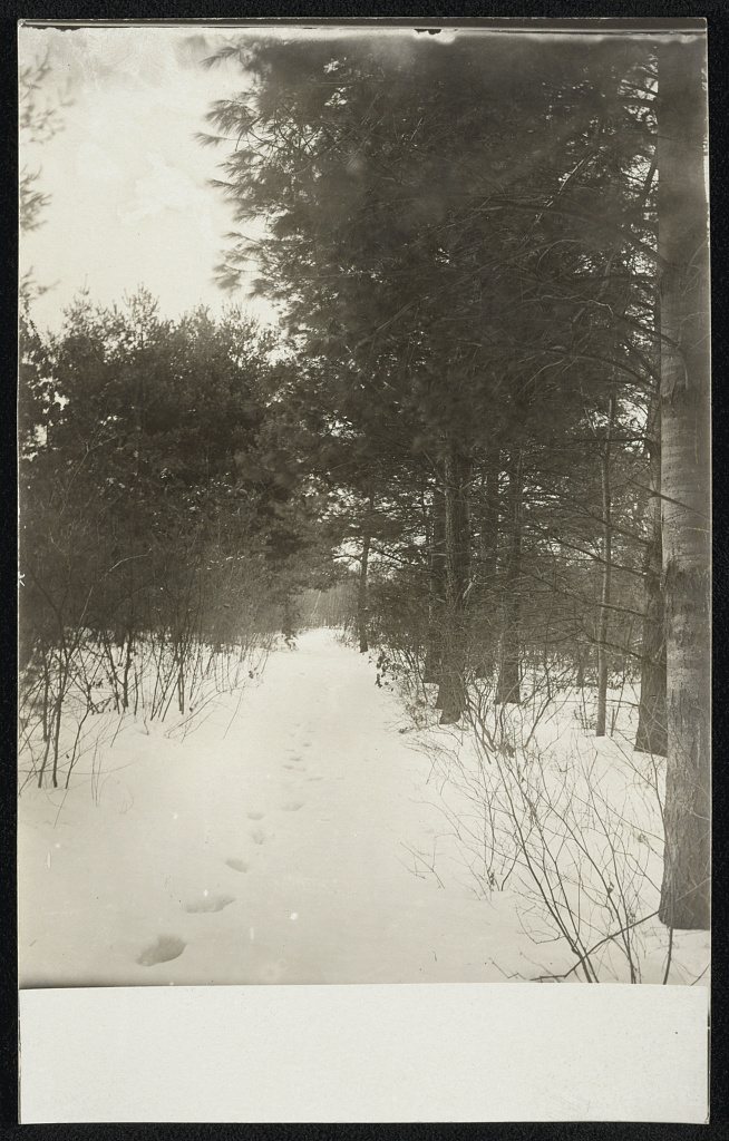 The Old Wood Road, in winter