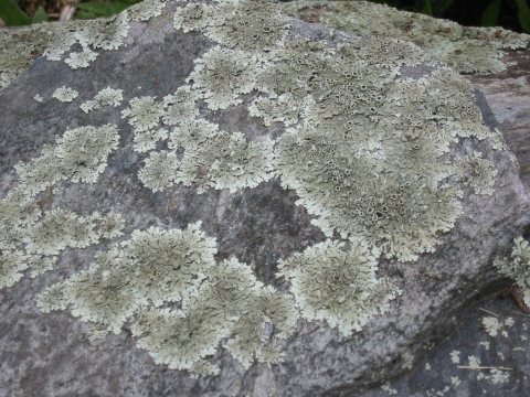 A rock with lichen thereupon - Flickr - dvs