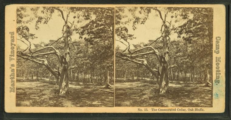 The Consecrated Cedar, Oak Bluffs.Alternate Title: Martha's Vineyard, Camp Meeting