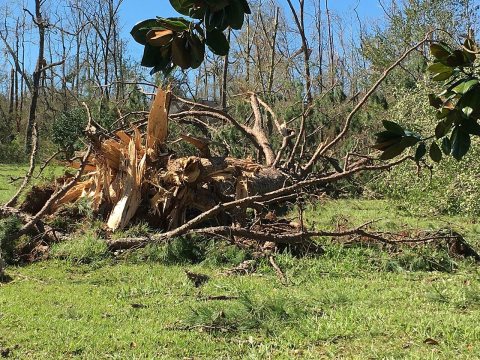 Fallen trees in Marianna after Hurricane Michael