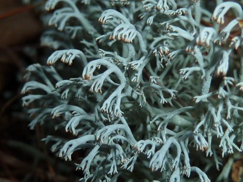 Cladonia rangiferina 1