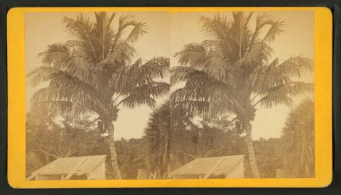 Coconuts at Jupiter