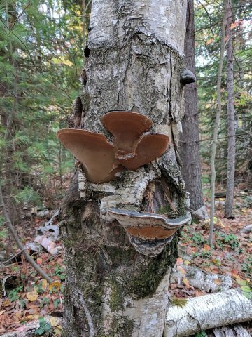 Phellinus nigricans (849676)