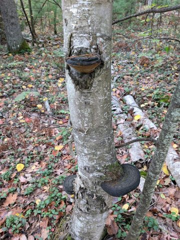 Phellinus nigricans (849673)