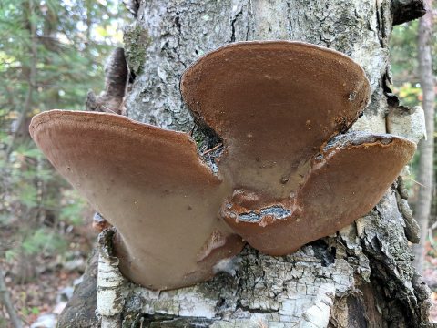 Phellinus nigricans (849678)